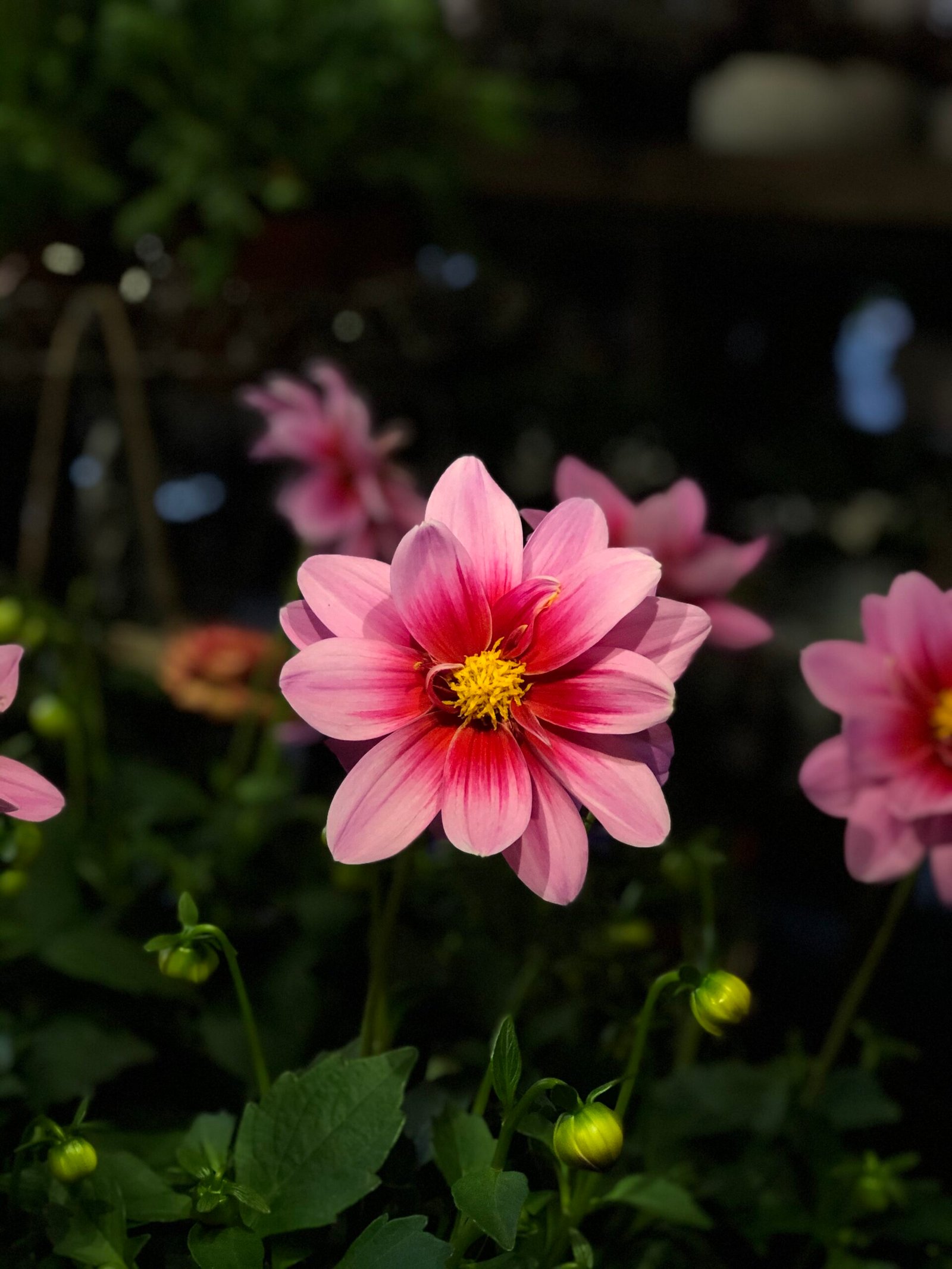 Home Blume